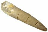 Fossil Plesiosaur (Zarafasaura) Tooth - Morocco #298297-1